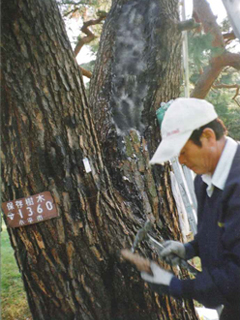 樹木の治療の様子