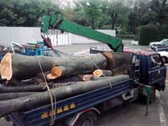 大高木の伐採作業2