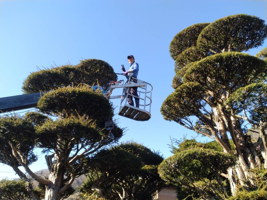 冬の庭園管理実施中❗お庭スッキリお任せ下さい❗(#造園#富士吉田#植木剪定#庭管理#庭のプロ#山梨県造園)